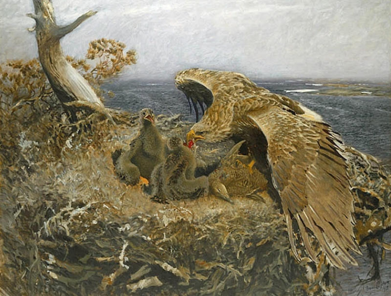 Havsörn, målad 1907